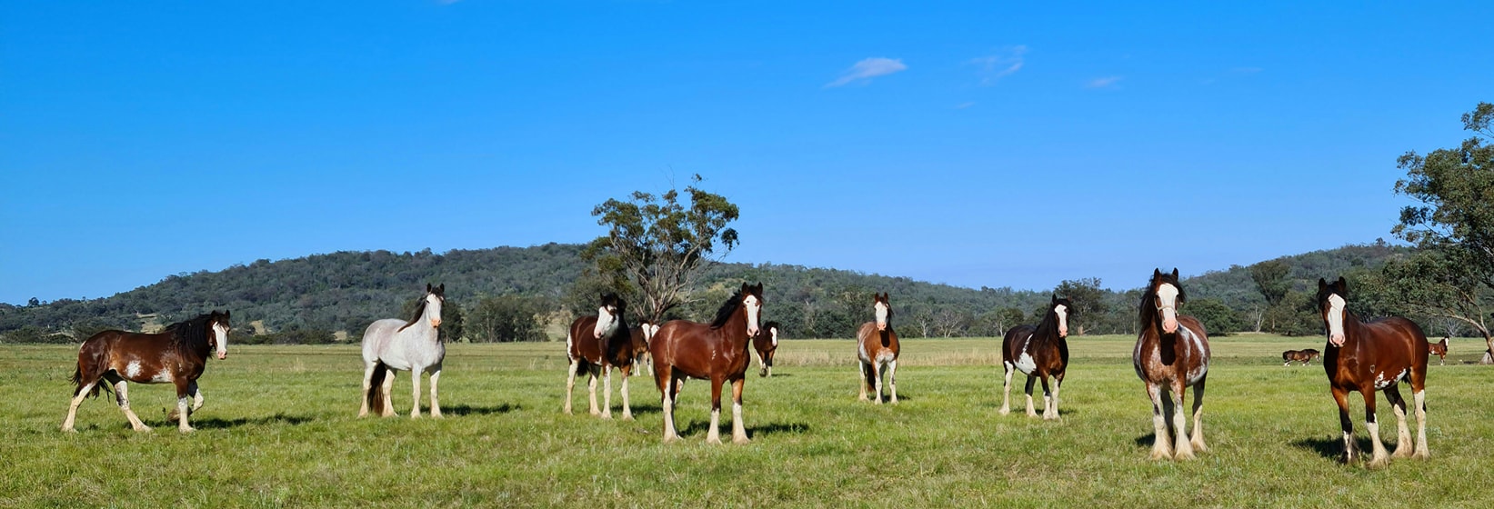 Samarah Park Clydesdale Stud